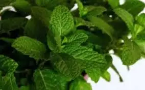 HIERBA BUENA POR KG / JORGE MOLINA GARCIA