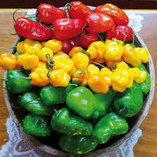 LOCOTO POR  1/2 KG  / JORGE MOLINA GARCIA