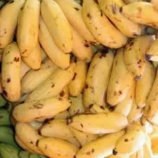 GUINEO GUAYAVILLA POR DOCENA  / JORGE MOLINA GARCIA