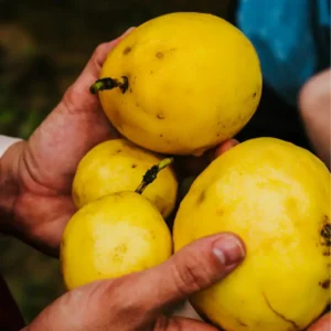 MARACUYA POR DOCENA /  VALLE LA RINCONADA
