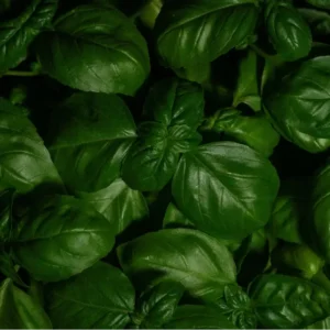 ALBAHACA PORA KG /  VALLE LA RINCONADA