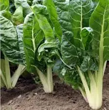 ACELGA POR  1/2 KG  /  VALLE LA RINCONADA