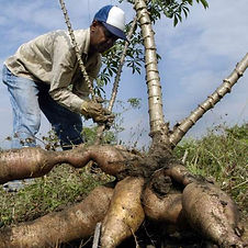 YUCA CAMBITA  POR @ / RINCONADA