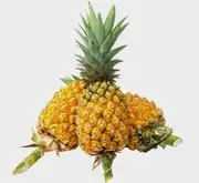 PIÑA DE GUARAYOS - 10 UNIDADES MEDIANAS/ QUINTA SALUDABLE