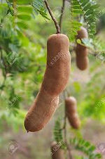 TAMARINDO EN VAINA POR 6 KG / RINCONADA