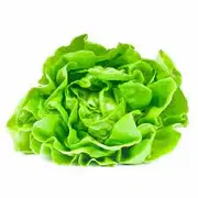 LECHUGA AMAPOLA O MANTECA - 5 KG/ QUINTA SALUDABLE