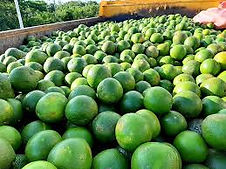 LIMON DE LICUAR POR 100 UND / SAN JUAN