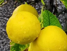 LIMA GRANDE - 50 UNIDADES/ QUINTA SALUDABLE