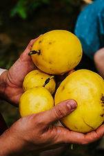 MARACUYA POR 100 UND  / RINCONADA