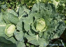 REPOLLO VERDE CORAZON - 10 KG  / Q. SALUDABLE