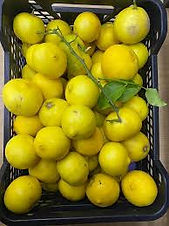 LIMA POR 100 UND / SAN JUAN DE YAPACANI