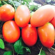 TOMATE PERA MEDIANO A GRANDE - 10 KG./ QUINTA SALUDABLE