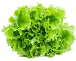 LECHUGA CRESPA POR UNIDADES / JUAN LINO VINACHA / MAIRANA