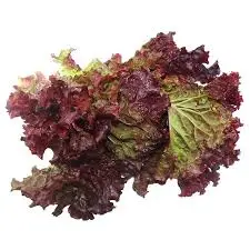 LECHUGA MORADA POR UNIDADES / JUAN LINO VINACHA / MAIRANA