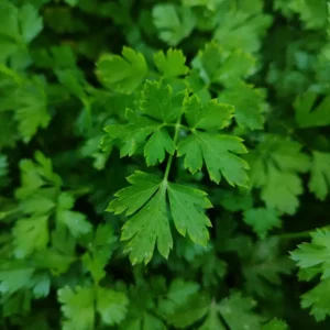 PEREJIL POR KILO / ERVIN FLORES GUZMAN / MAIRANA